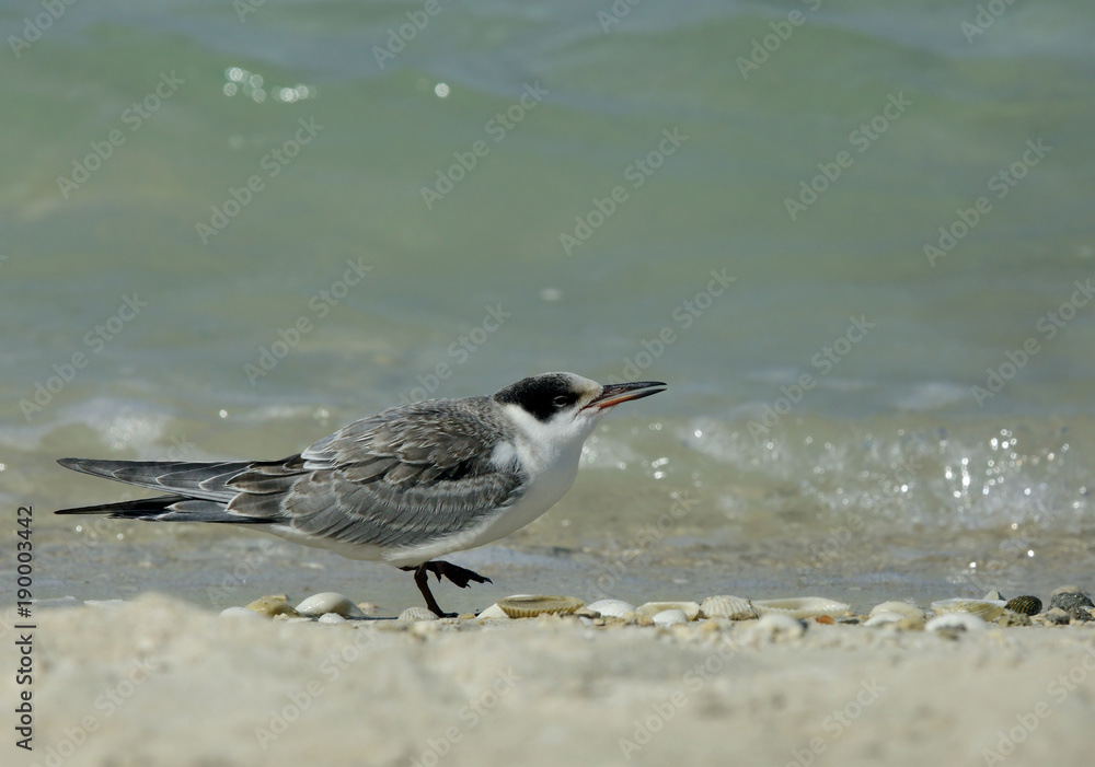 Terns are seabirds in the family Sternidae Terns are seabirds in the family Sternidae
