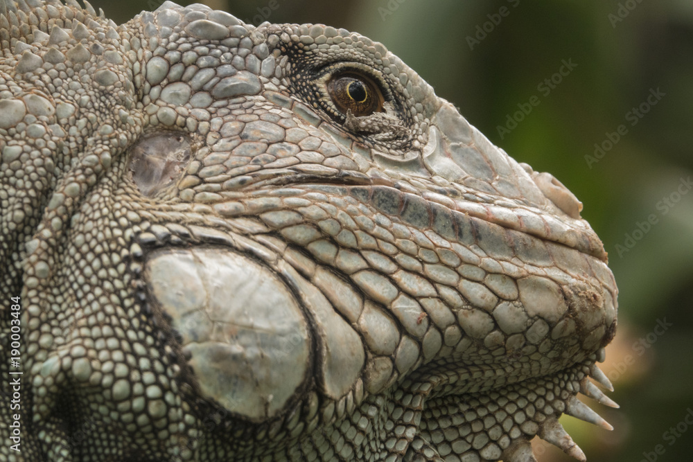 Iguana 004 Iguana 004