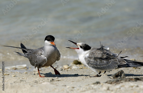 Hungry White-cheeked tern Juvenile