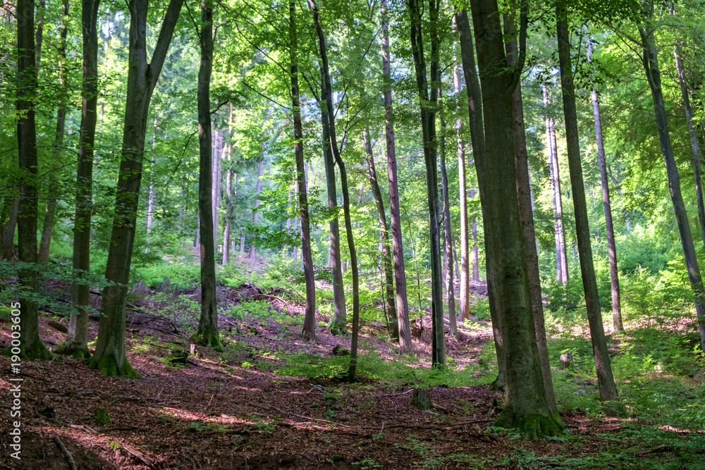 Obraz premium Summer Woods