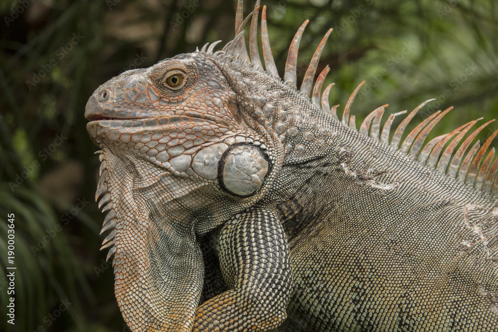 Obraz premium Iguana 001