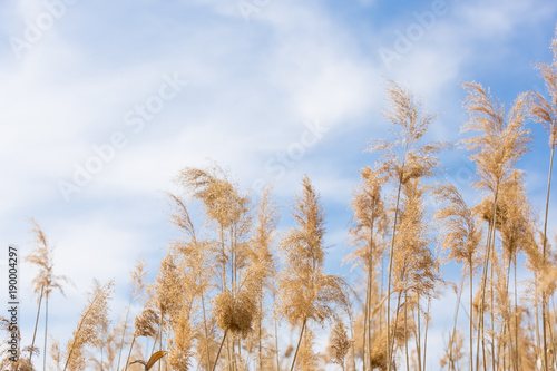 A gentle gentle cloud on the blue sky and yellow reeds