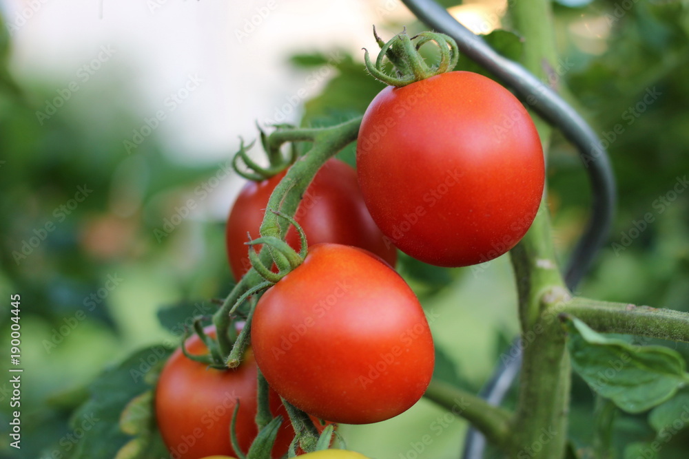 Beautiful red tomatoes growing in a garden