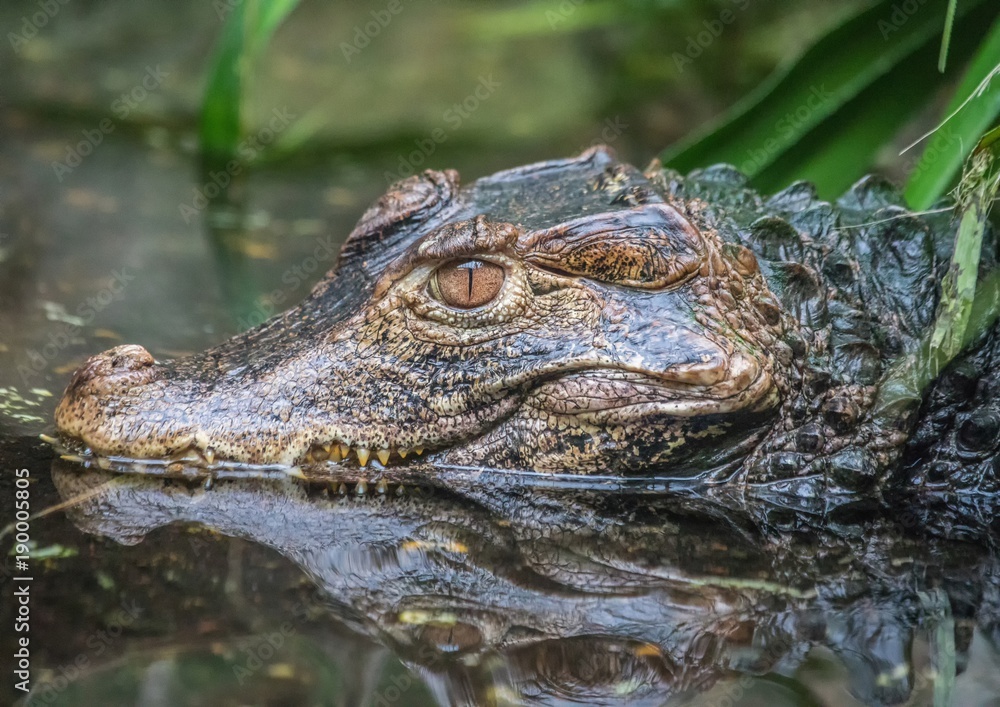 Obraz premium Alligator laying in water waiting for food