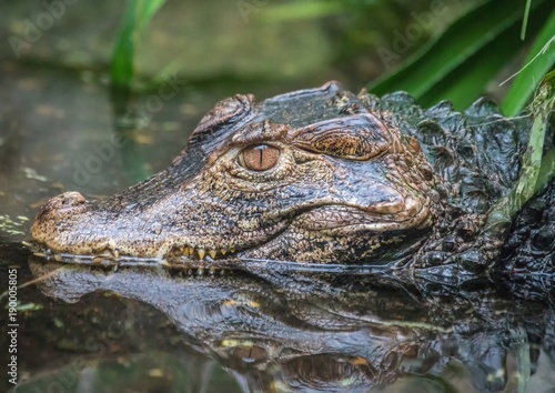 Alligator laying in water waiting for food
