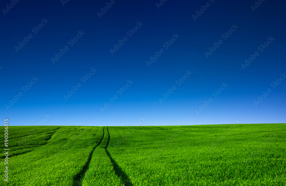 field of grass