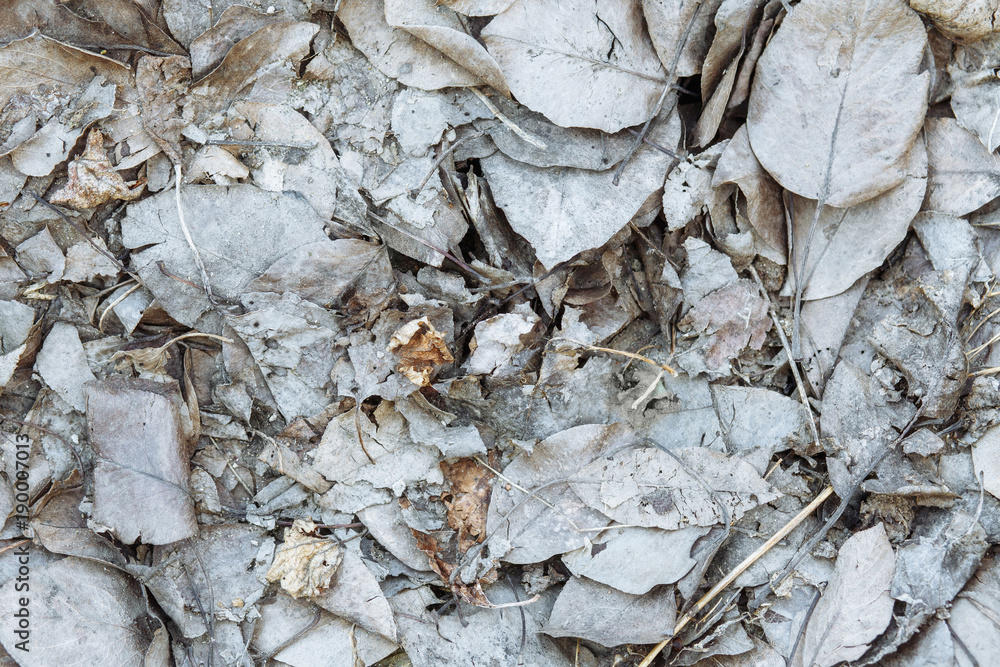Texture of leaves covered with ashes Texture of leaves covered with ashes