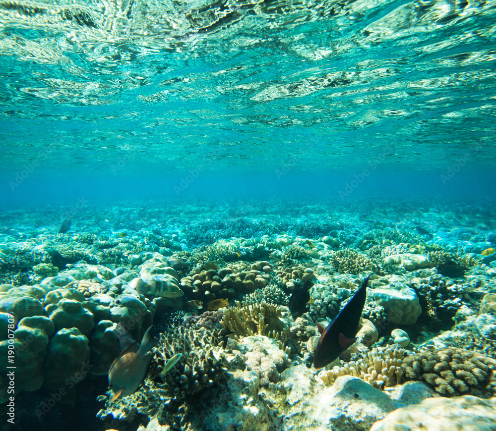 Tranquil underwater Tranquil underwater