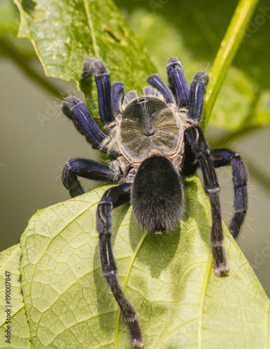 Cobalt blue turantula