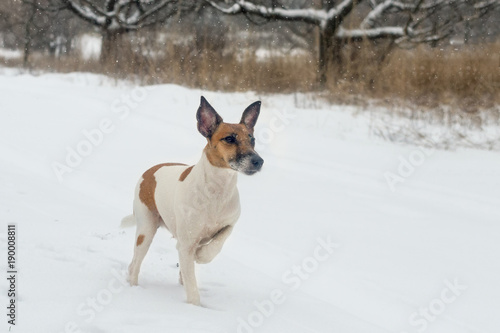A pedigree dog fox terrier in the winter forest on a hunt, in a rack
