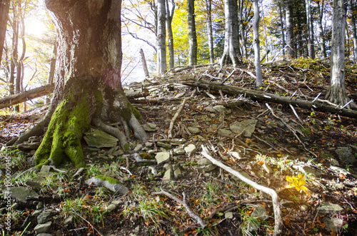Fototapeta Naklejka Na Ścianę i Meble -  Bieszczady