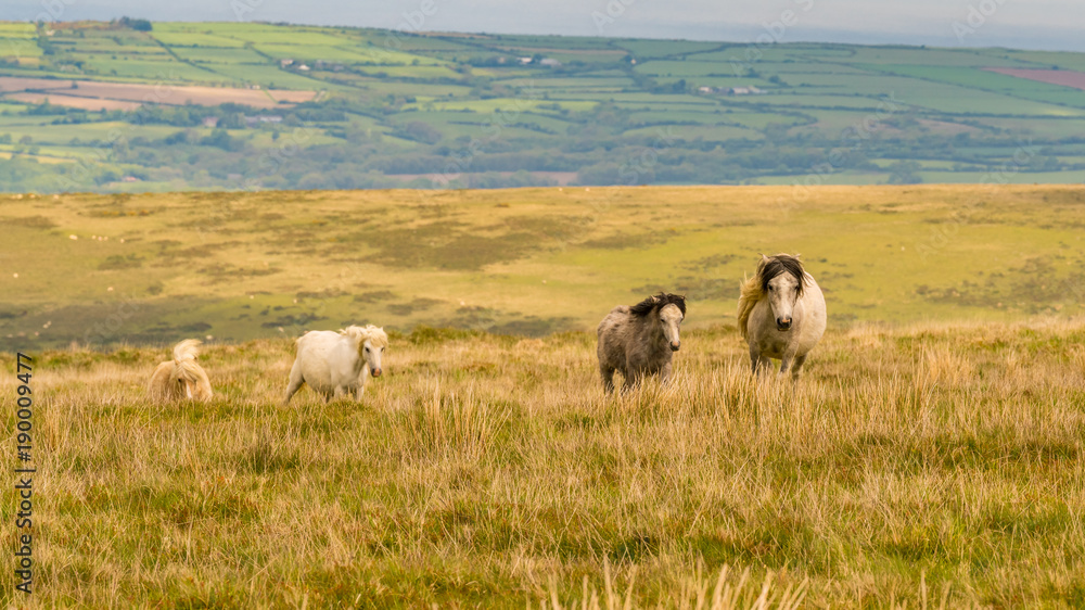 Wild horses on a grey and windy day near Foel Eryr, Clynderwen in Pembrokeshire, Dyfed, Wales, UK