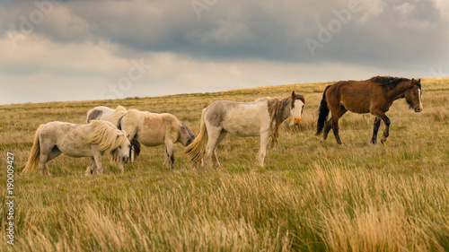 Wild horses on a grey and windy day near Foel Eryr  Clynderwen in Pembrokeshire  Dyfed  Wales  UK