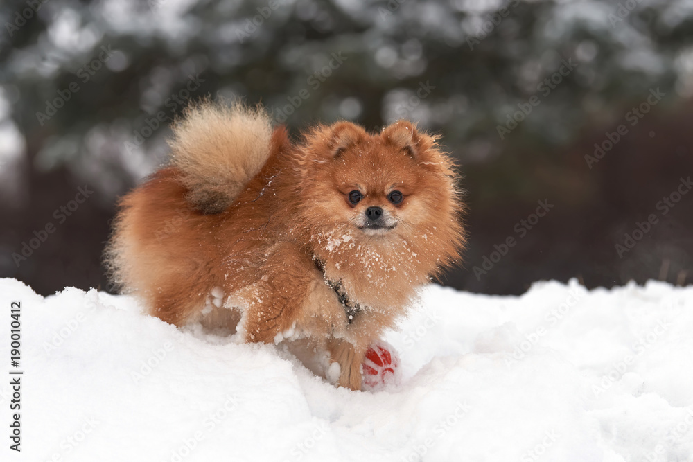 Pomeranian spitz in winter day