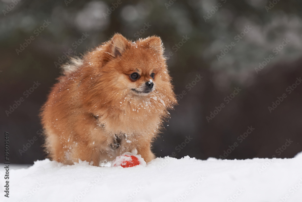 Pomeranian spitz in winter day Pomeranian spitz in winter day