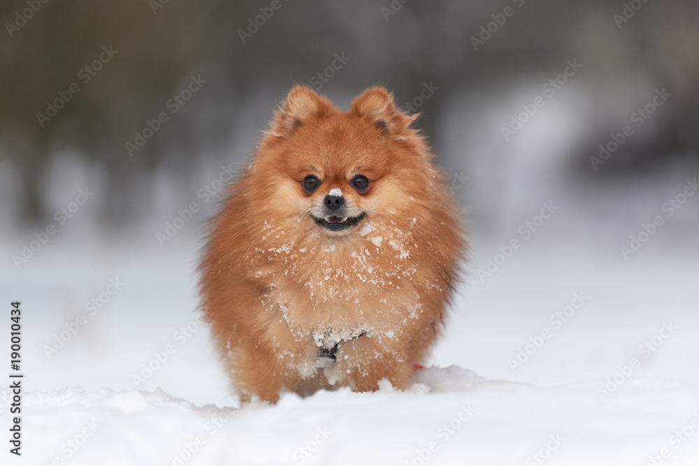 Pomeranian spitz in winter day Pomeranian spitz in winter day