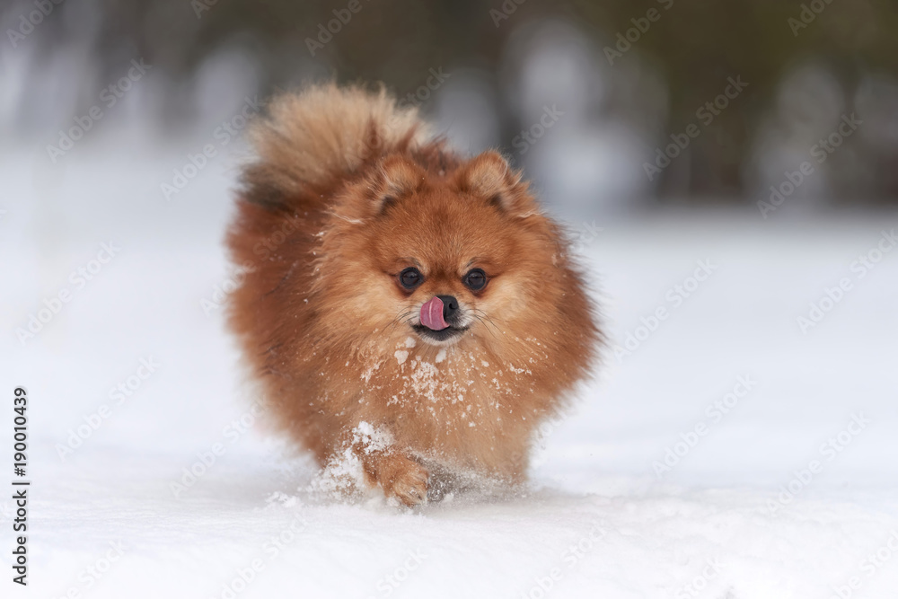 Pomeranian spitz in winter day Pomeranian spitz in winter day