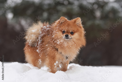 Pomeranian spitz in winter day © byrdyak