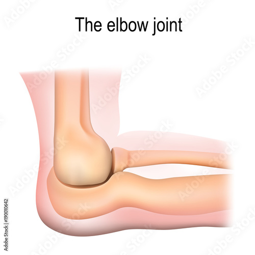 Human elbow joint anatomy.