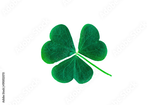 St. Patrick's Day symbol. Lucky shamrock
