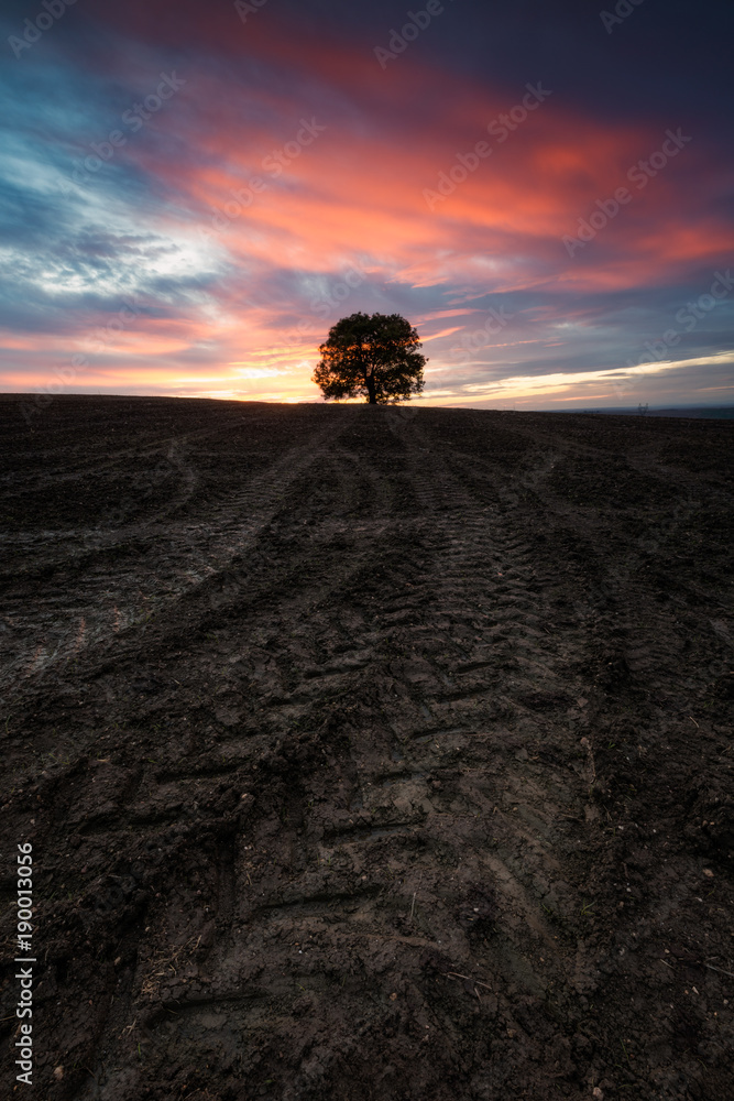 Lonely tree in the field at sunset Lonely tree in the field at sunset