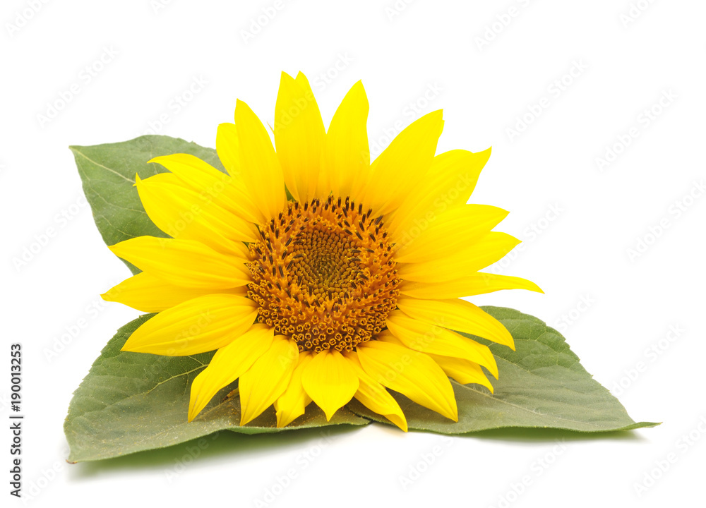 Obraz premium One yellow sunflower.