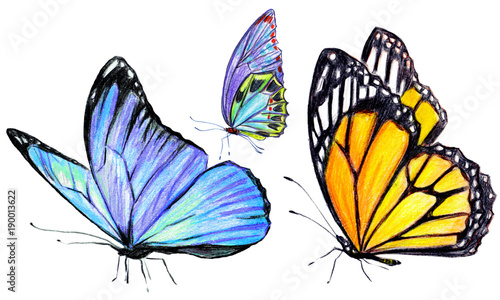 beautiful butterflies, hand drawn, isolated on a white © aboard
