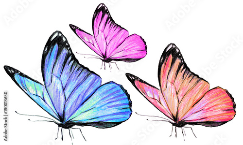 beautiful butterflies, hand drawn, isolated on a white