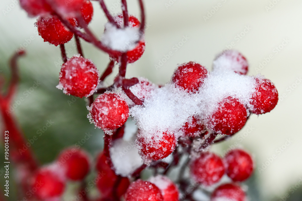 Christmas decorations and red berries in winter snow