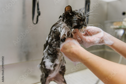 Professional cat grooming in the cabin