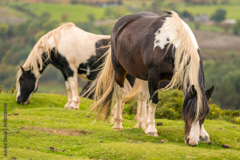 Wild horses near Hay Bluff and Twmpa in the Black Mountains, Wales, UK Wild horses near Hay Bluff and Twmpa in the Black Mountains, Wales, UK