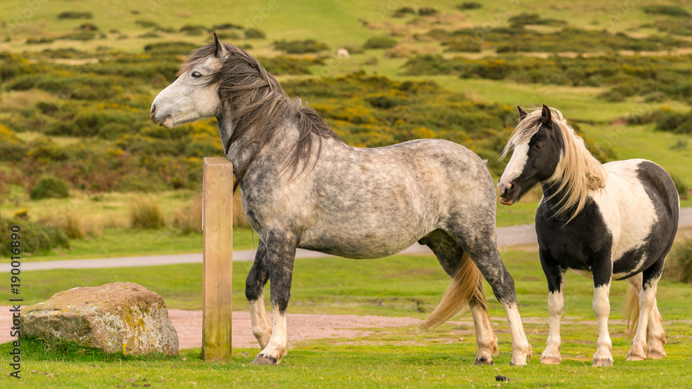 Wild horses near Hay Bluff and Twmpa in the Black Mountains, Wales, UK Wild horses near Hay Bluff and Twmpa in the Black Mountains, Wales, UK
