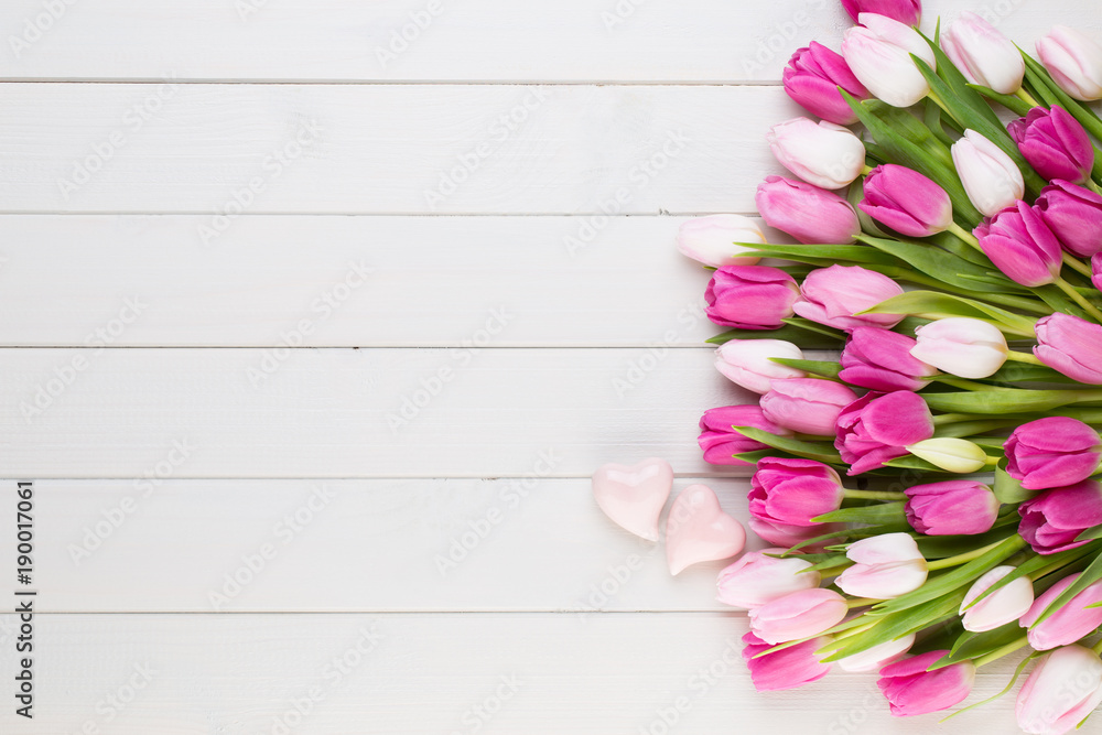 Pink tulip on the white background. Easter background. Pink tulip on the white background. Easter background.