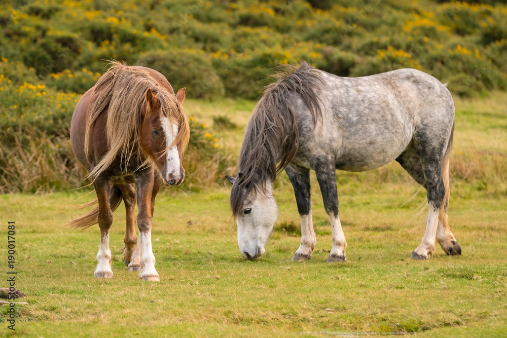 Wild horses near Hay Bluff and Twmpa in the Black Mountains, Wales, UK Wild horses near Hay Bluff and Twmpa in the Black Mountains, Wales, UK
