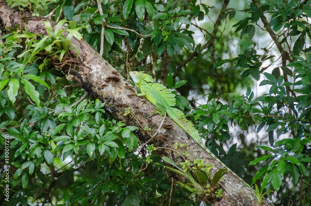 Fototapeta premium Plumed basilisk or Jesus Christ lizard in Tortuguero National Park, Costa Rica