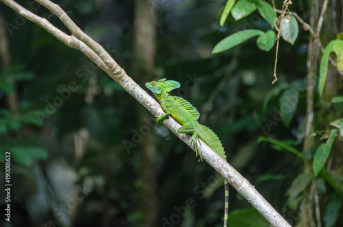 Plumed basilisk or Jesus Christ lizard in Tortuguero National Park, Costa Rica
