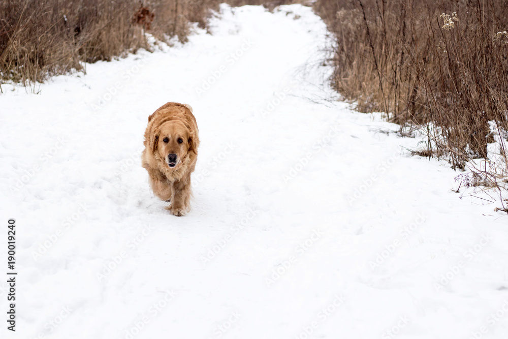 golden retriever dog winter portrait with snow