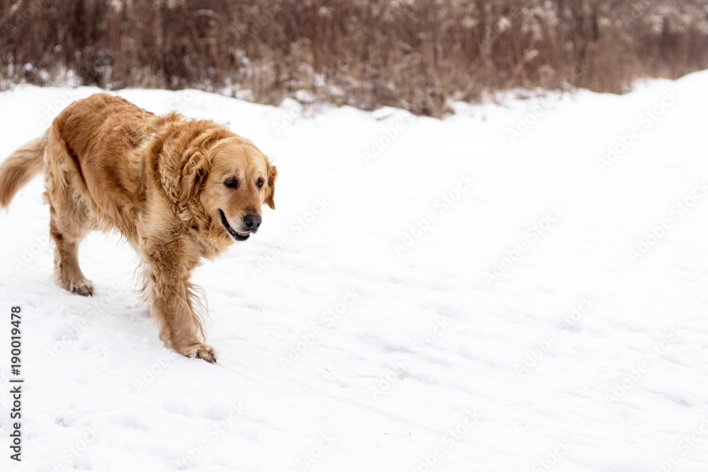 golden retriever dog winter portrait with snow
