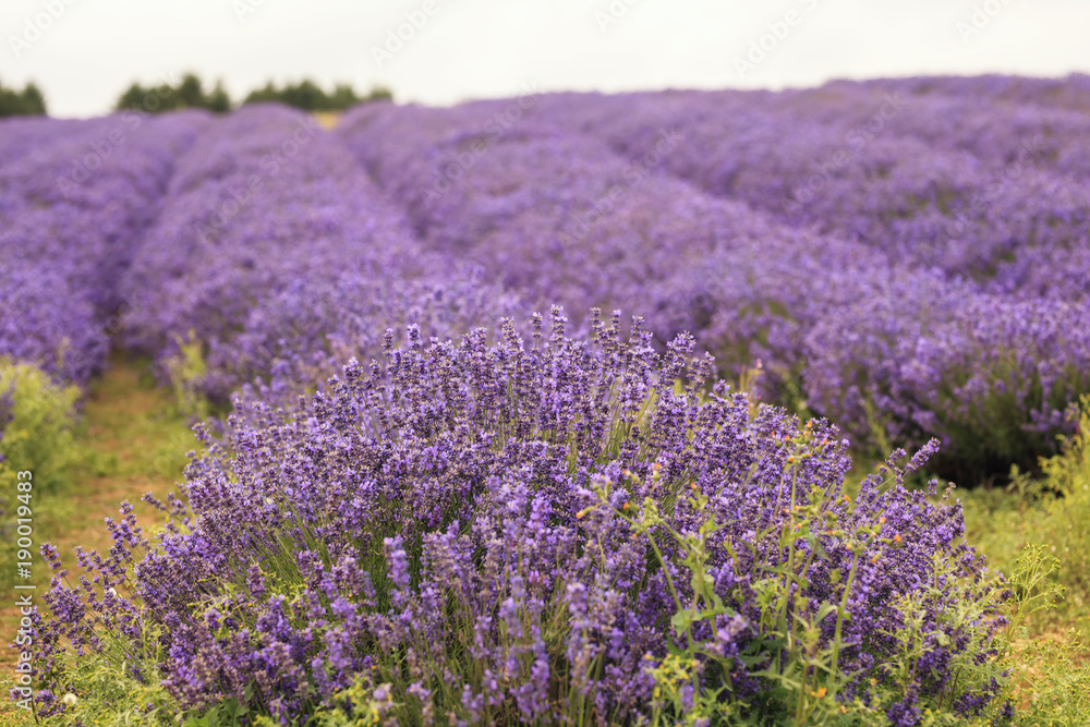 Obraz premium Lavender fields