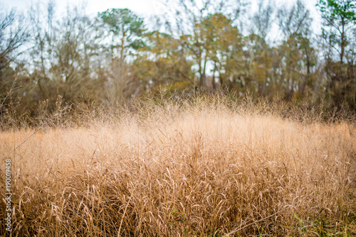 Wheat Field Background 
