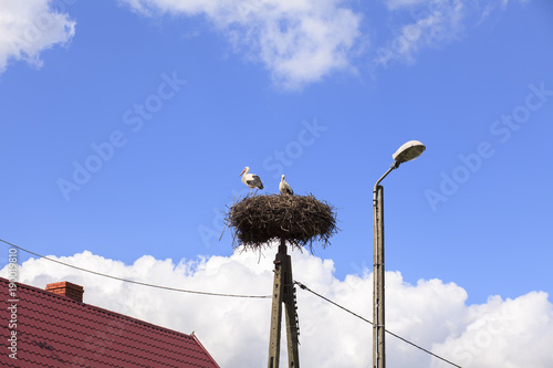 Stork in nest on pole.