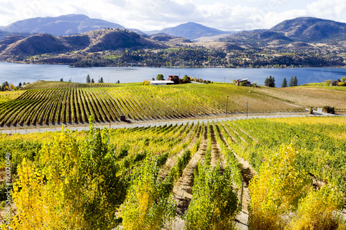 Okanagan Falls Skaha Lake Vineyard photo