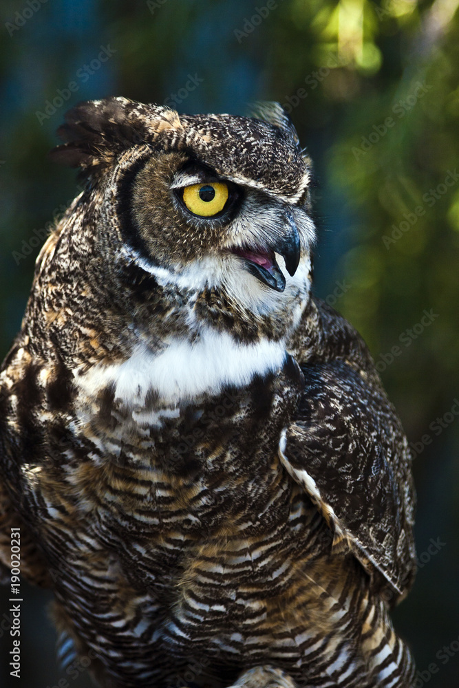Obraz premium Great Horned Owl