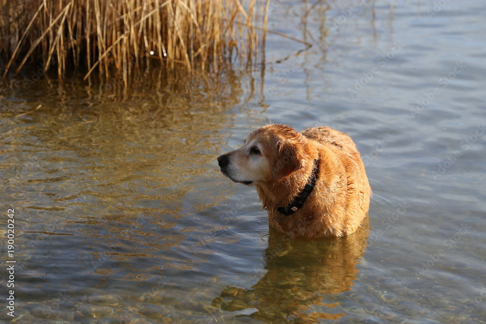 alter Hund badet