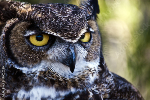 Great Horned Owl © sara