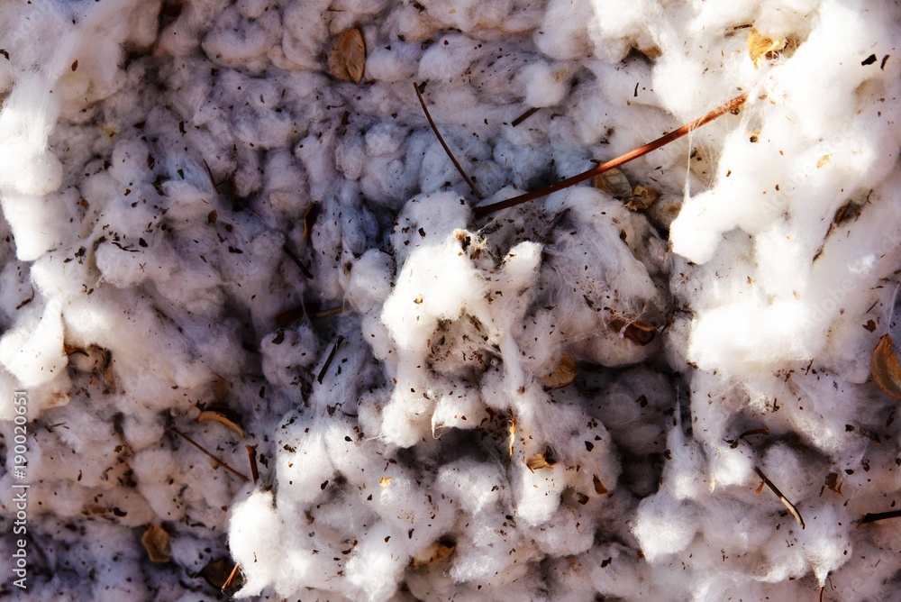 outdoor piles of picked cotton ready for processing