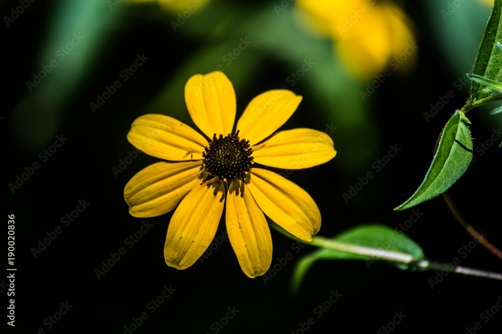 Obraz premium Yellow Flower