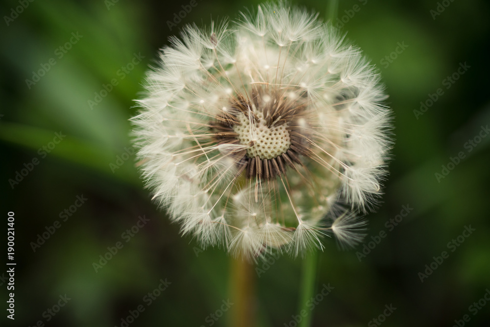 Dandelion in green grass