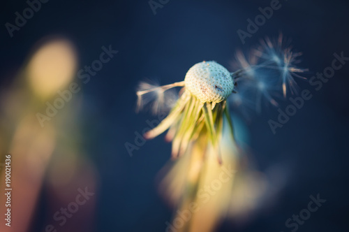 Dandelion in green grass