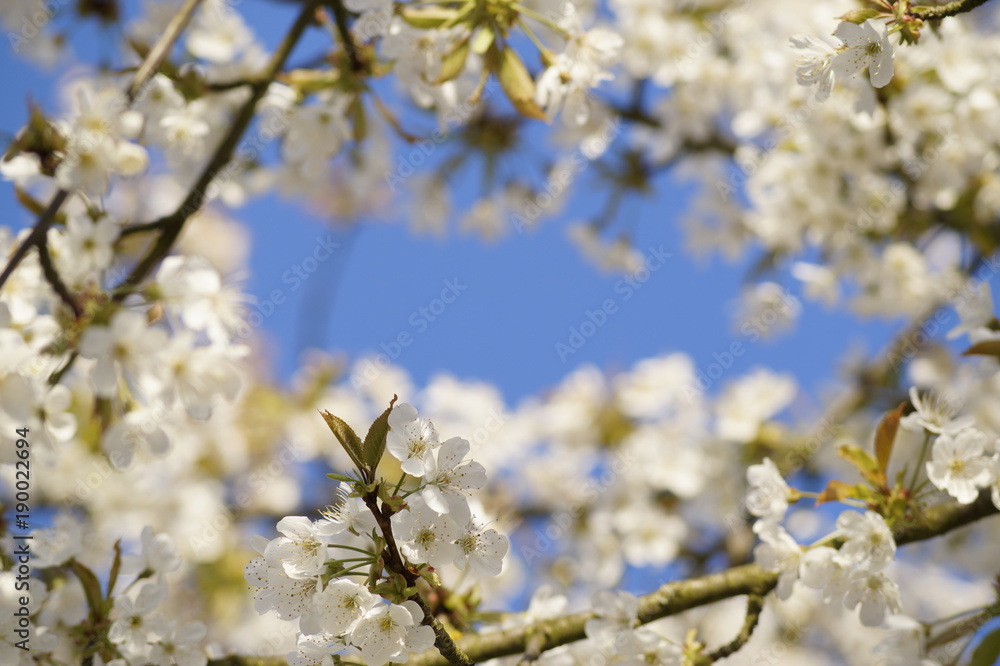 Spring Spring